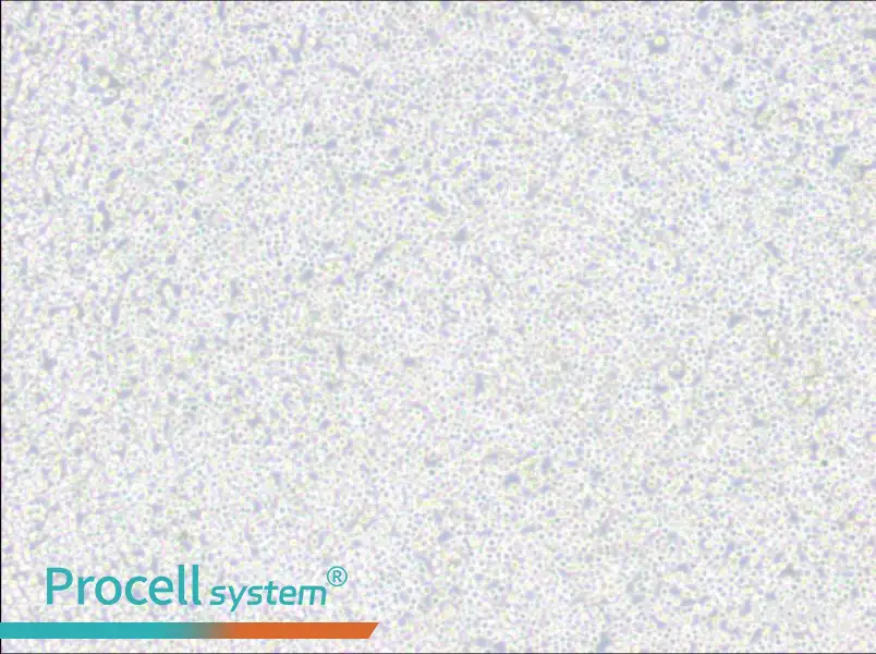 MEL Cell Complete Medium - 1