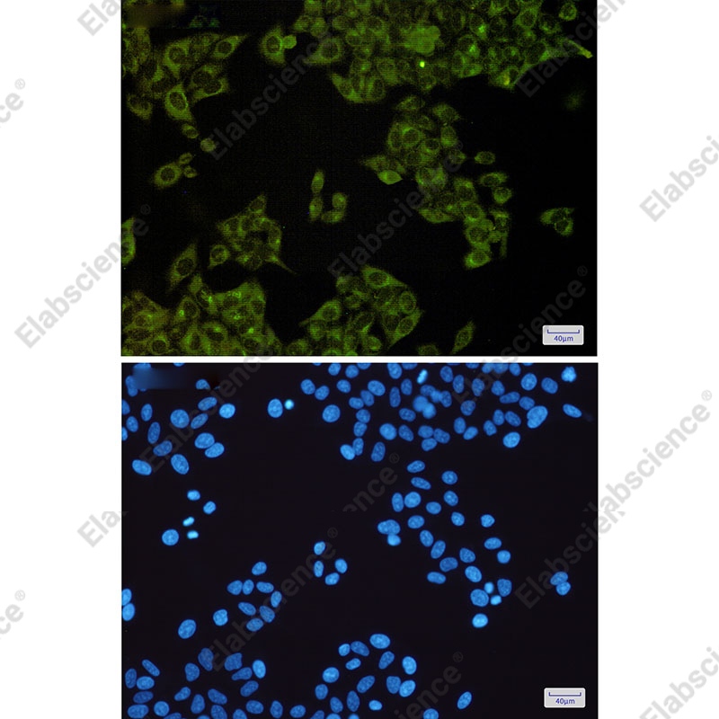 Recombinant MST4 Monoclonal Antibody - 2