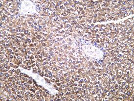 Recombinant CYP2C19 Monoclonal Antibody - 2