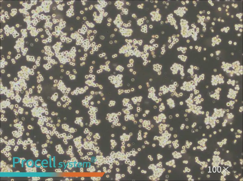 Akata Cell Complete MediumAkata Cell Complete Medium - 3