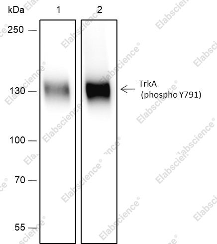 Recombinant Phospho-TrkA (Y791) Monoclonal Antibody - 2
