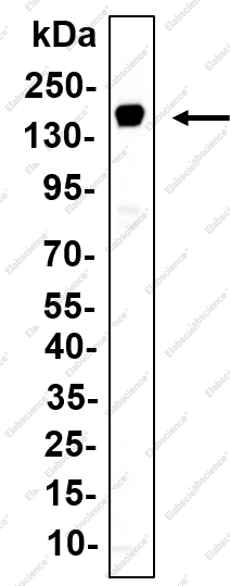 Recombinant SMC1 Monoclonal Antibody - 1
