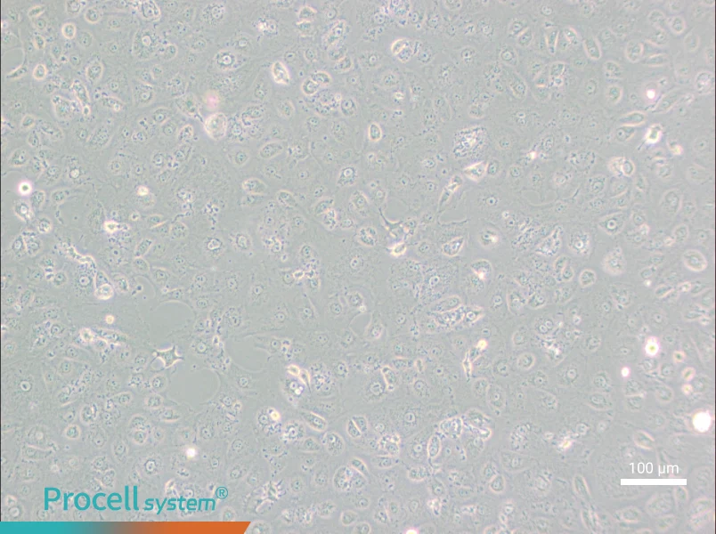 MARC-145 [Marc145] Cell Complete Medium - 3