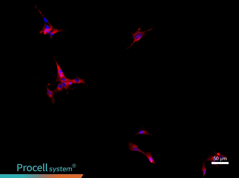 Rat Prostate Epithelial Cell Complete Medium - 1