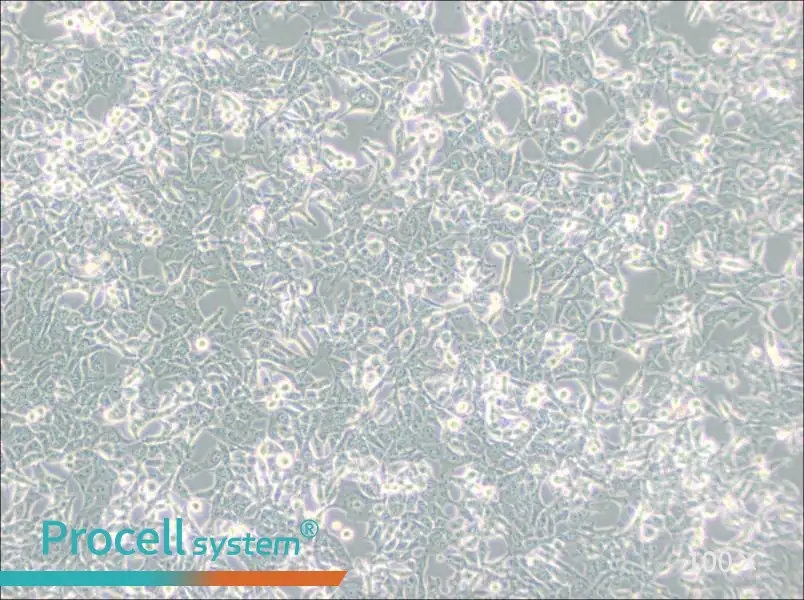 95-D [PLA-801D] Cell Complete Medium - 1