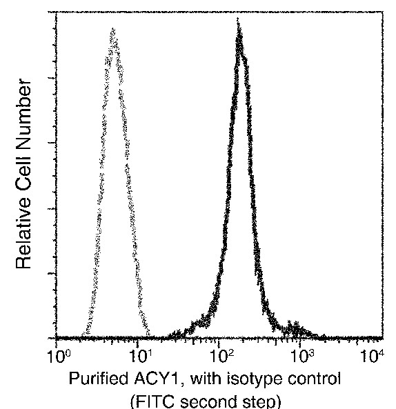 Recombinant ACY1/Aminoacylase-1 Monoclonal Antibody - small - 2