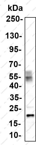 Recombinant PTN Monoclonal Antibody - 2