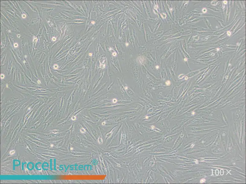 SF126 Cell Complete Medium - 1
