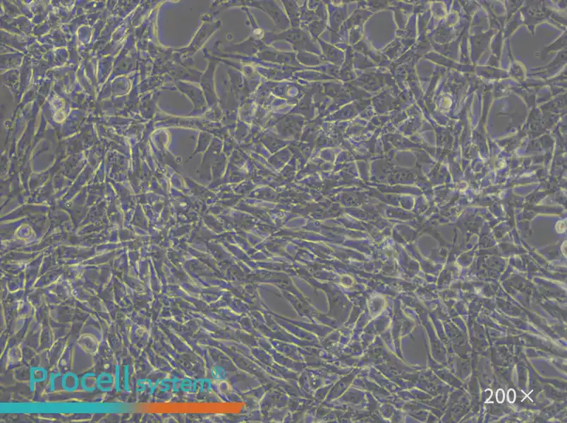 TM4 Cell Complete Medium - small - 5