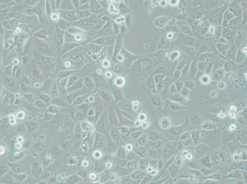 COLO-680N Cell Complete Medium - 4