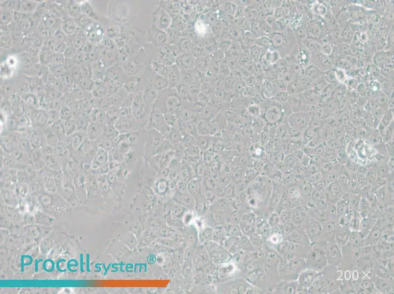 TE-12 Cell Complete Medium - 6