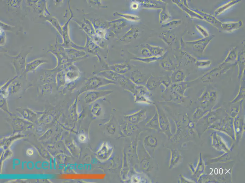 SW 1353 (DMEM) Cell Complete Medium - 6