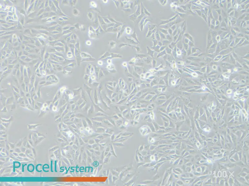 SK-6 Cell Complete MediumSK-6 Cell Complete Medium - 2