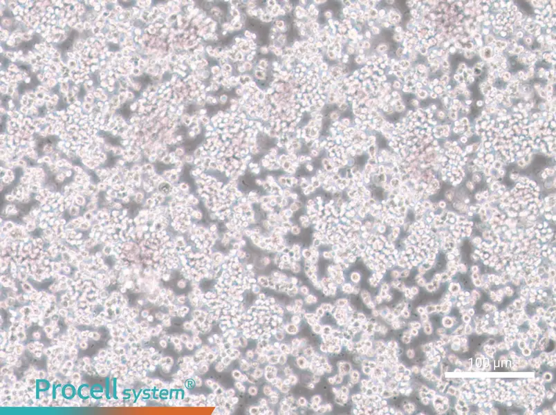 CTLL-2 Cell Complete Medium - 2