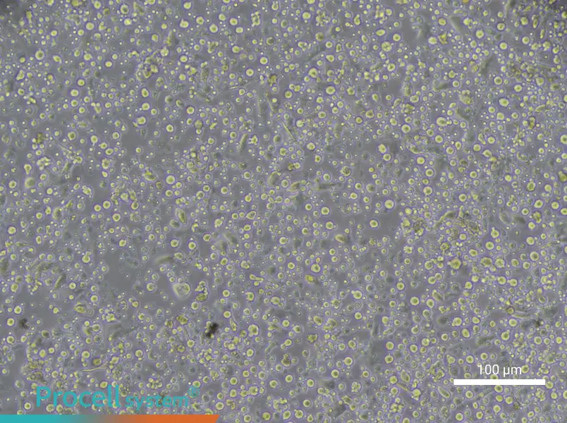 Human Mature Peripheral Blood Dendritic Cell Complete MediumHuman Mature Peripheral Blood Dendritic Cell Complete Medium - 3