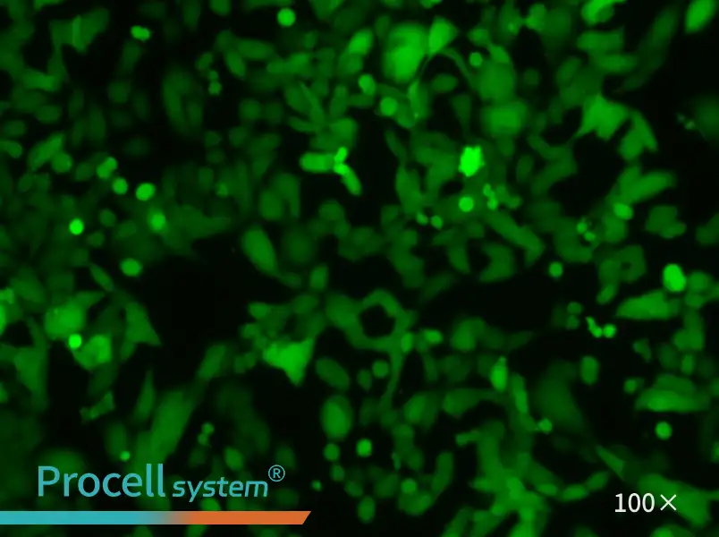 NCI-H446-LUC-EGFPNCI-H446-LUC-EGFP - 3