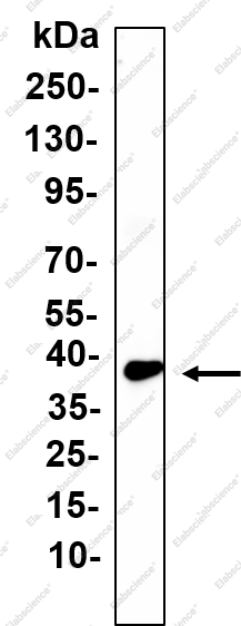 Recombinant STX3 Monoclonal Antibody - 1