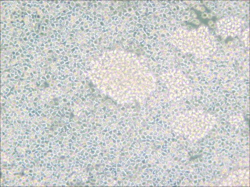 Reh Cell Complete Medium - small - 4