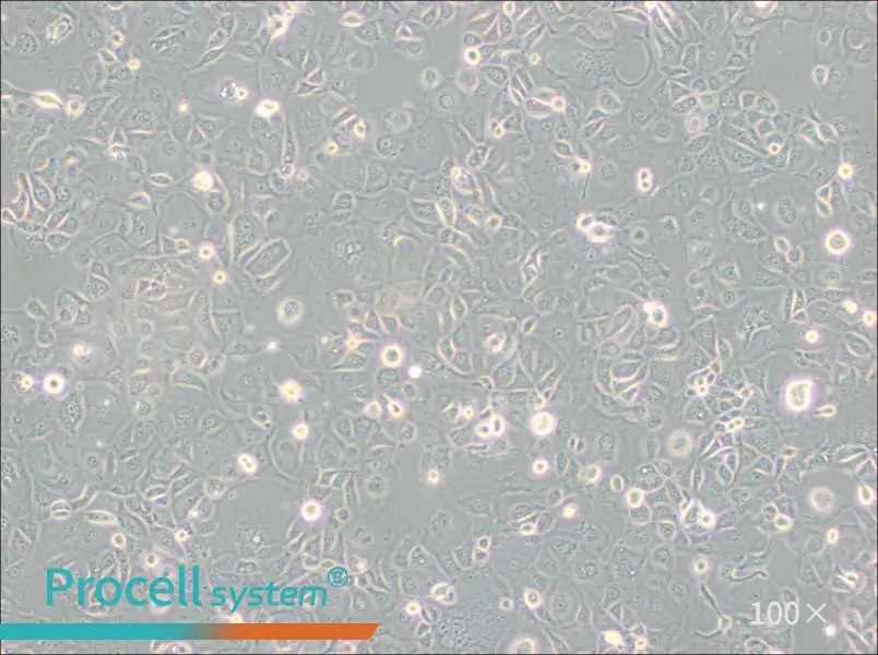 KLE Cell Complete Medium - 1