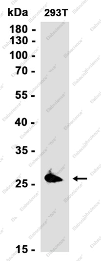 Recombinant Peroxiredoxin 4 Monoclonal Antibody - 1