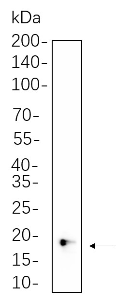 Recombinant 4E-BP1 Monoclonal Antibody-searchlist-1