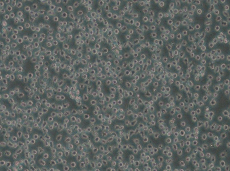 Mino Cell Complete Medium - small - 4