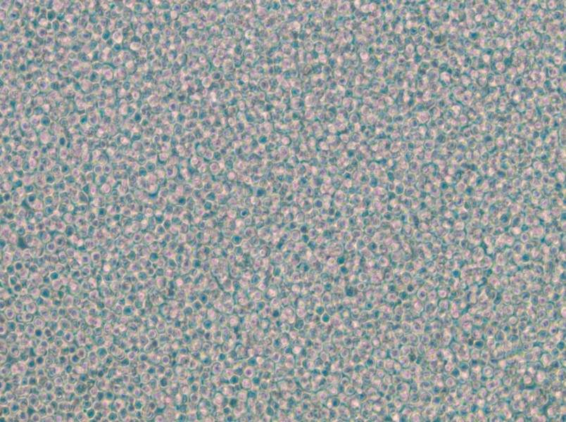 EOL-1 Cell Complete Medium - 4