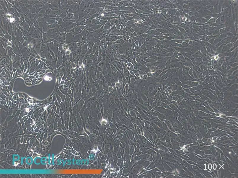 NCI-H2444 Cell Complete MediumNCI-H2444 Cell Complete Medium - 2