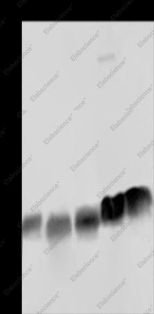 NDUFS8 Polyclonal Antibody - 1