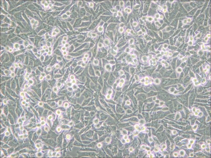 PaTu 8988t Cell Complete Medium - small - 6