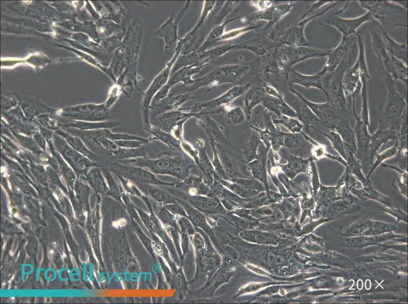 FRhK-4 Cell Complete Medium - small - 6