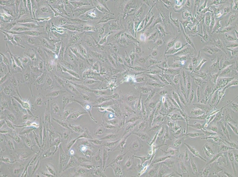 A-498 Cell Complete MediumA-498 Cell Complete Medium - 2