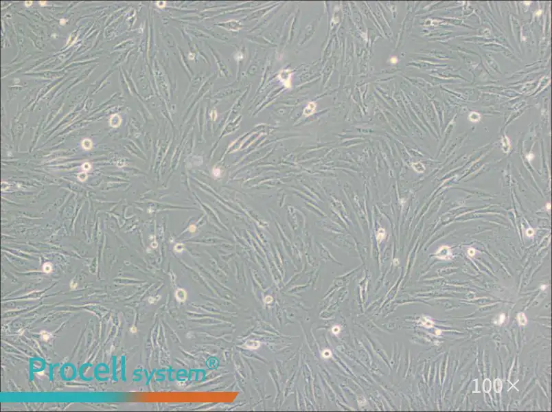 SF126 Cell Complete MediumSF126 Cell Complete Medium - 2