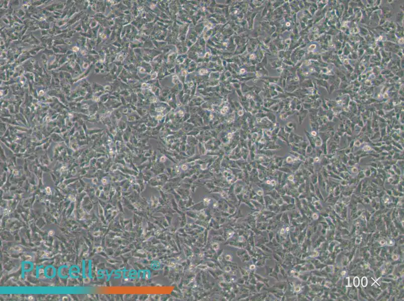 Kelly Cell Complete Medium - 3