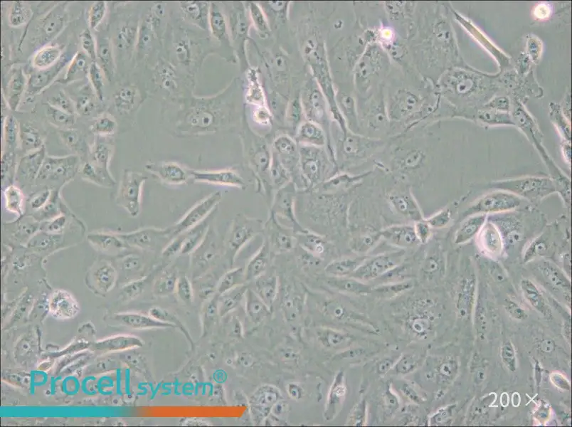 BS-C-1 Cell Complete Medium - small - 6