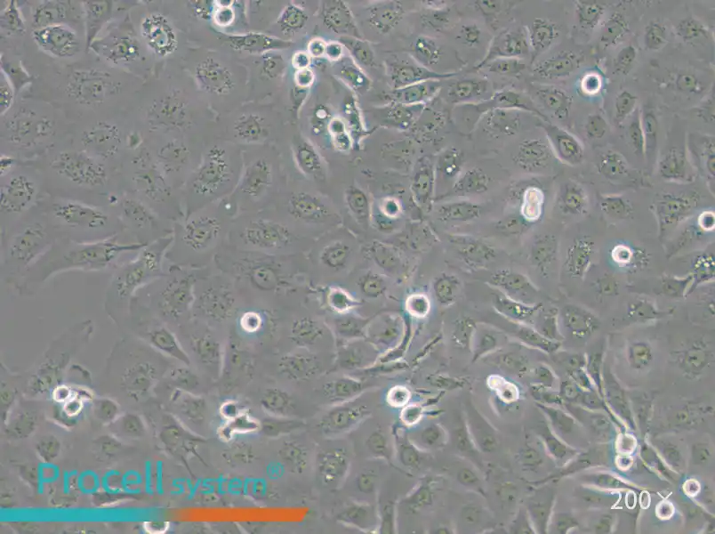 NCI-H1650 Cell Complete Medium - small - 5