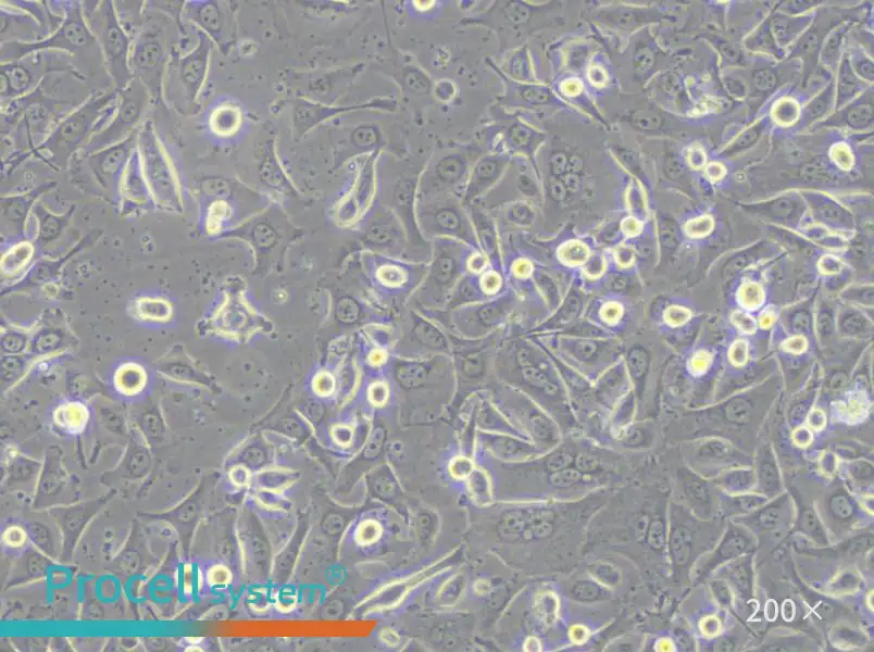 MKN1 Cell Complete Medium - small - 5