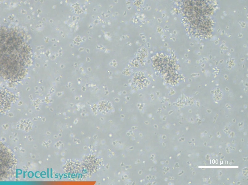 NCI-BL1437 Cell Complete Medium
