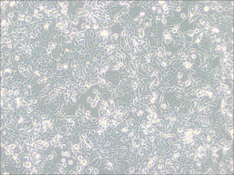 95-D [PLA-801D] Cell Complete Medium95-D [PLA-801D] Cell Complete Medium - 2