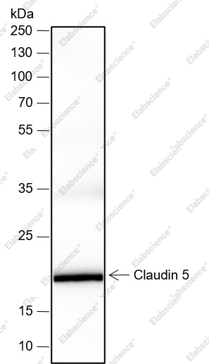 Recombinant Claudin-5 Monoclonal Antibody - 1