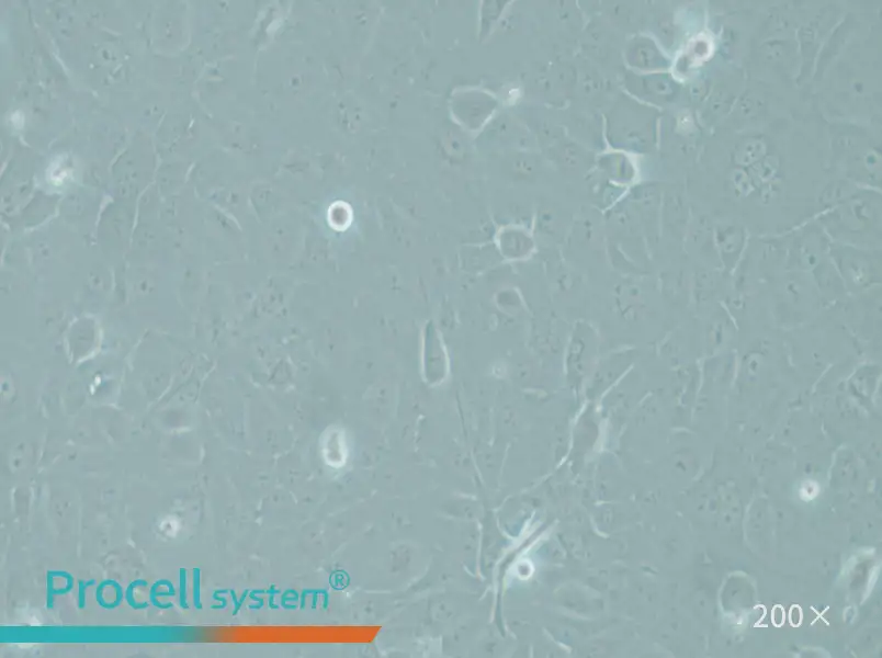 RWPE-1 Cell Complete Medium - small - 6