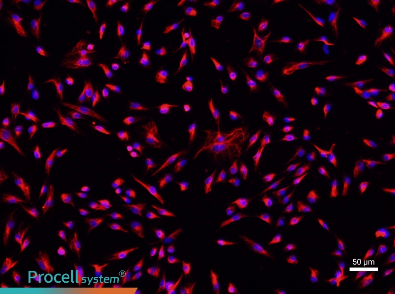 Rat Cardiac Fibroblast Complete Medium - 1