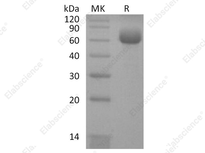 Recombinant Human KLRB1/CD161 Protein (Fc Tag) - 1