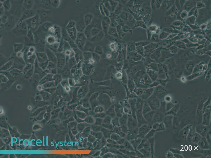 NCI-H522[H522] Cell Complete Medium - small - 6