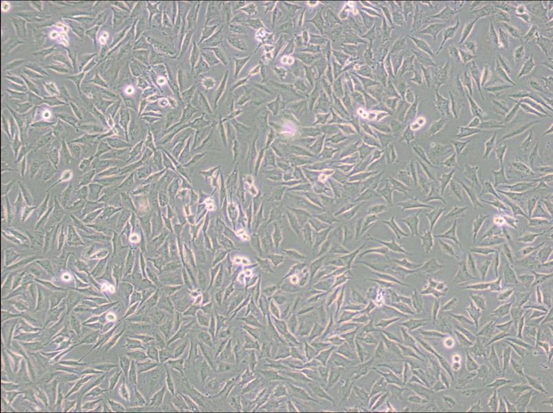 LN229 [LN-229; LNT-229] Cell Complete MediumLN229 [LN-229; LNT-229] Cell Complete Medium - 3