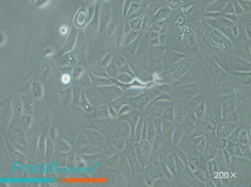 Panc 05.04 Cell Complete Medium - 5