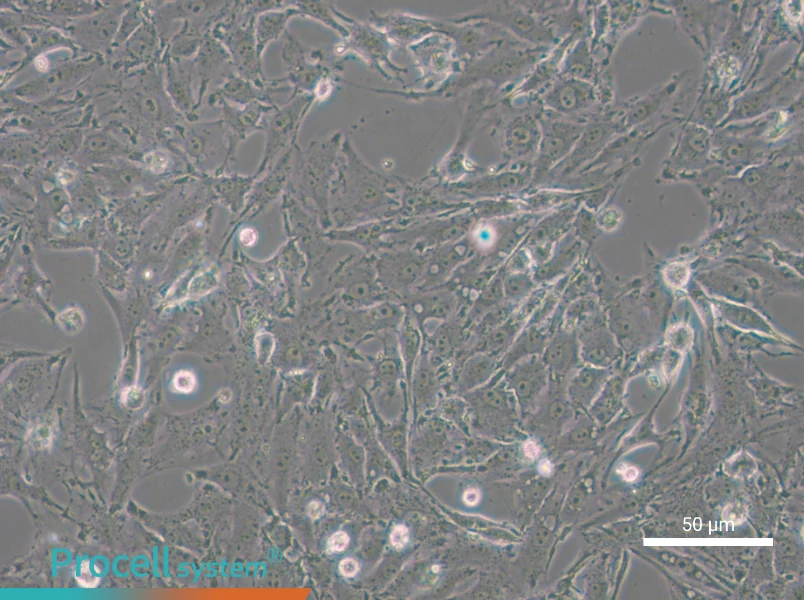 IBRS-2 [IB-RS-2] Cell Complete Medium - small - 6