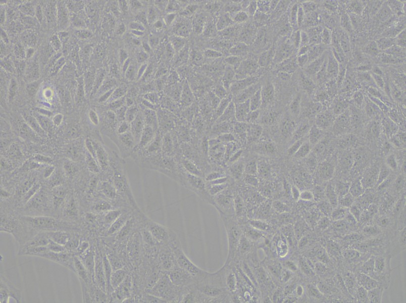 CV-1 Cell Complete Medium - small - 5