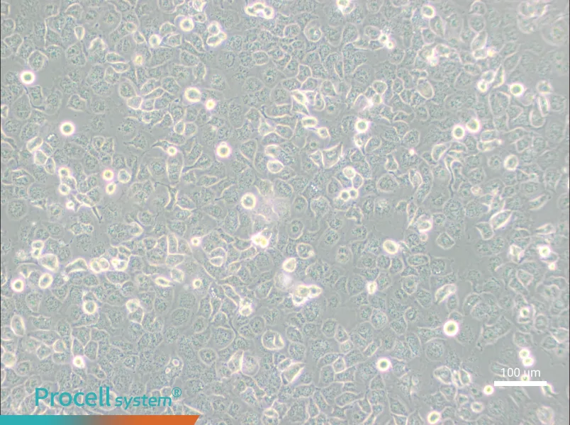 NCI-H661NCI-H661 - 3
