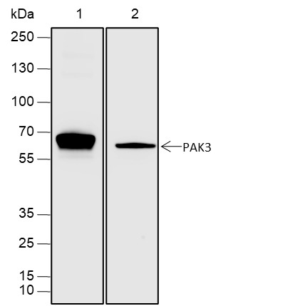 Recombinant PAK3 Monoclonal Antibody-searchlist-1